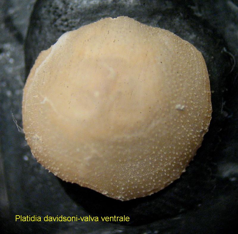 Platidia davidsoni (Eudes-Deslongchamps, 1855)